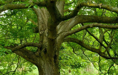 Črni oreh (Juglans nigra) Črni oreh (Juglans nigra)
